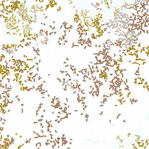 Jarrod Fowler, Taku Unami - Species Pluralis album flac