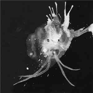 Sigur Rós - Route One album flac