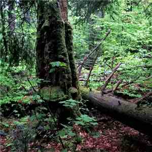 Docetism - Secondary Succession album flac