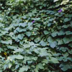 Kele Okereke - Yemaya album flac