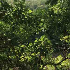 Pali Meursault - O Païva album flac