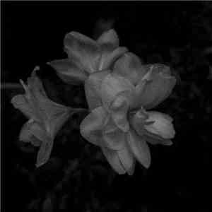 Weeping Wound - Growth album flac