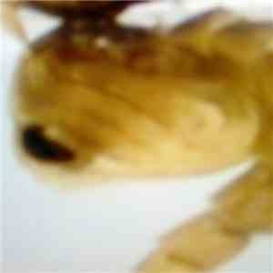 Mating of Mosquitoes - Mating of Mosquitoes album flac