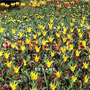 Rename - Forever album flac
