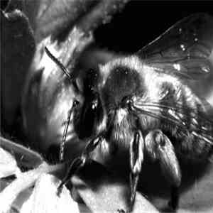 Ciliates - Flower Life album flac