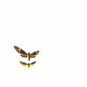 Lonely People  - Ember album flac