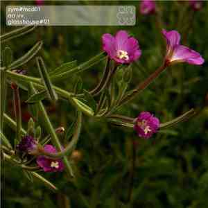 Various - Glasshouse#01 album flac
