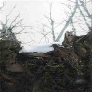 Vishnu Basement - Bulb album flac