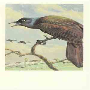 No Artist - Purple (Common) Grackle album flac