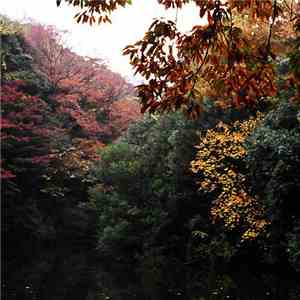 Will Thomas Long - Pathways In The Inverted Forest. album flac