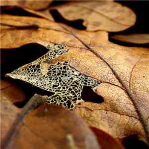 Agalloch - Where Shade Once Was album flac