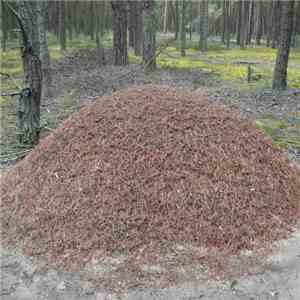 Dj Spunk  - The Anthill album flac