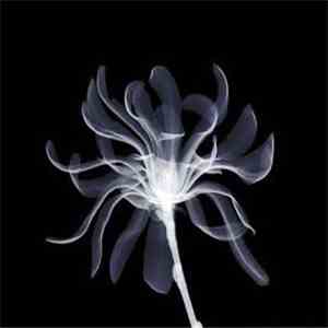 Jump, Little Children - Vertigo album flac