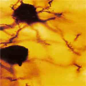 Lull / Null - The Passing / Iceberg album flac