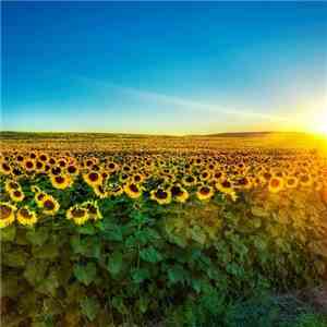 Alterleo - Sunflower Field album flac
