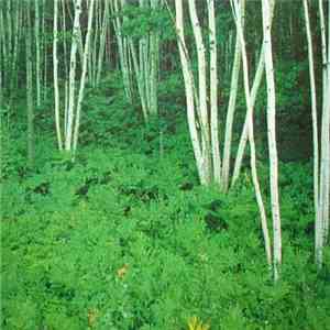 Stephen Winfield - Forest Flower album flac