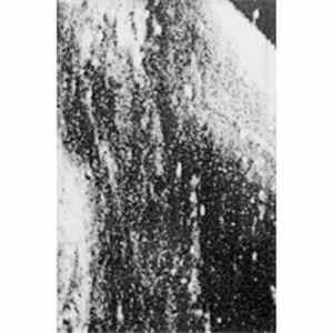 Architeuthis Rex - Foam album flac