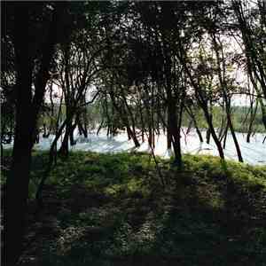 Am.Light - Translucent album flac