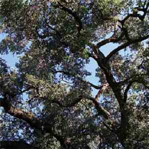 Charles Manson - Trees album flac