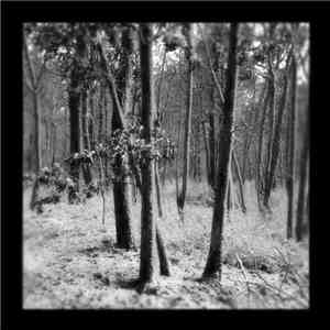 BWN - Forests album flac